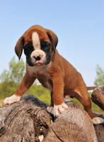 boxer puppy dog training