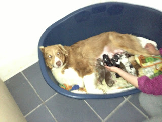 Australian Shepherd litter