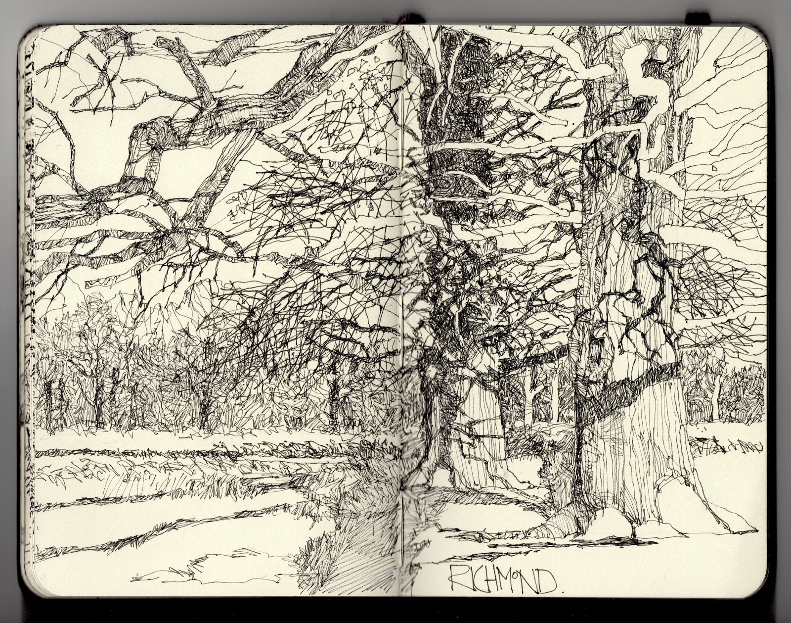 Fine Line Drawing Artists : Ian sidaway fine line winter oaks