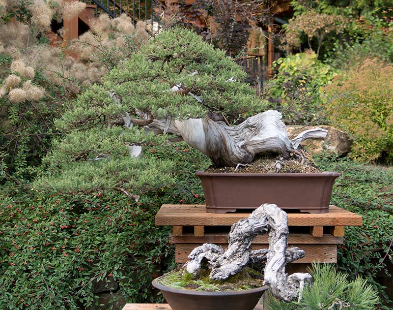 Walter's Travelogues Bonsai Mirai near Portland