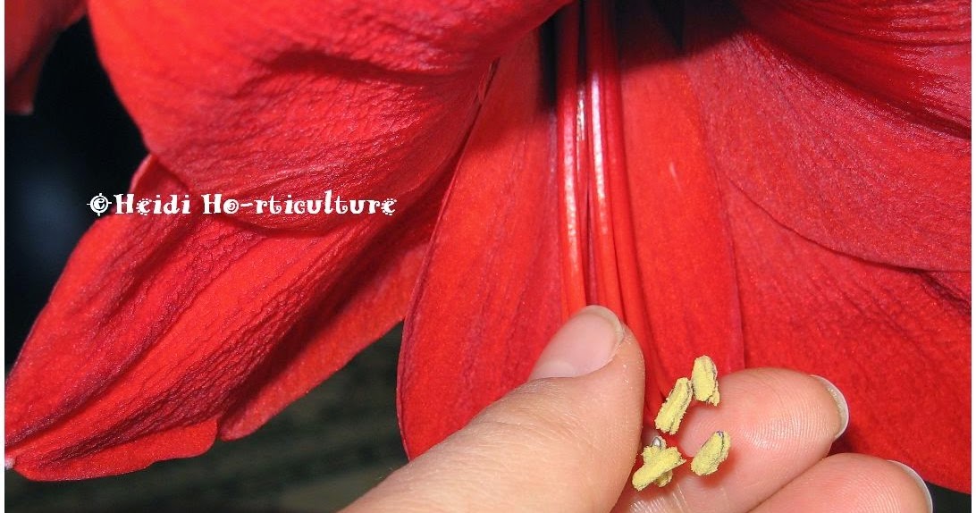 Heidi Horticulture Removing Lily Flower Anthers To Lengthen Bloom Time