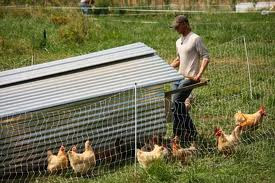 Como criar Gallinas ponedoras | Agronomía para Todos