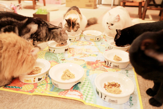 Japanese Cat Cafés - have some coffee and hang out with cats!