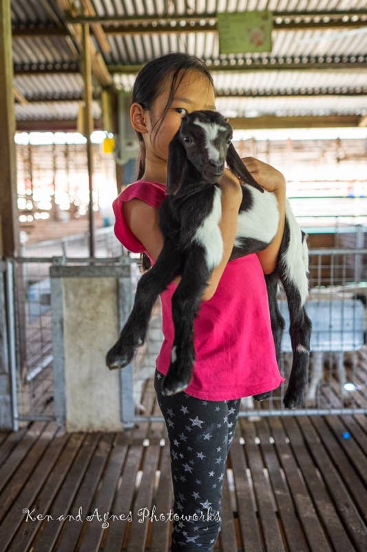 Carrying a baby goat at UK Farm