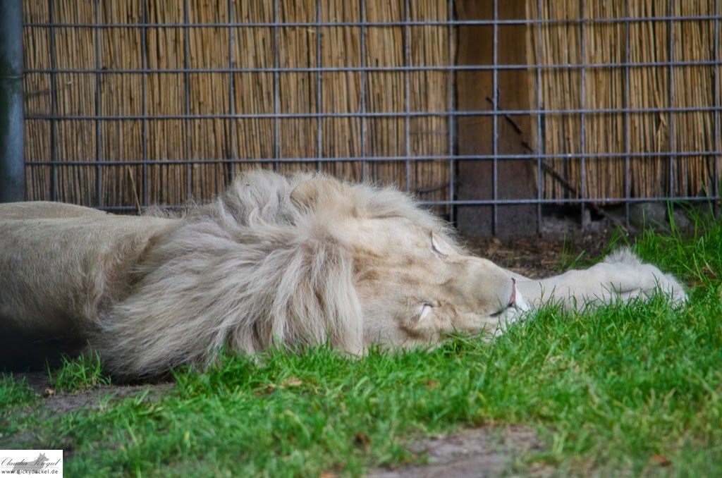 Summer Stripes Hooray Bunte Knete Von Frl Pang Bloglovin