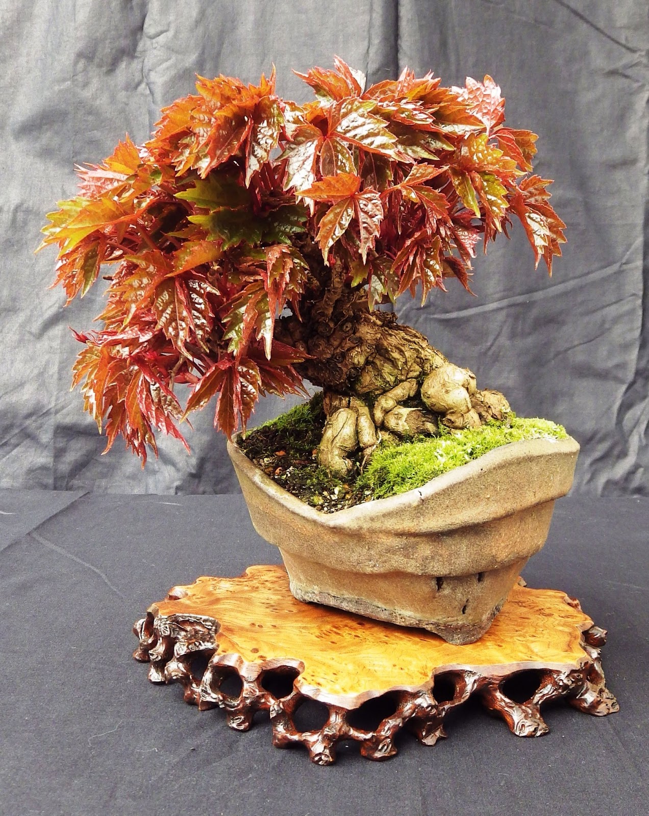 Virginia Creeper Parthenocissus quinquefolia Bonsai Colorado Rocky