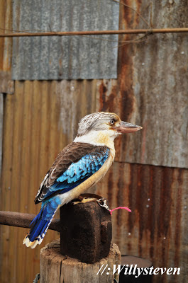 Blue-winged Kookaburra, Kookaburra merupakan salah satu burung khas Australia