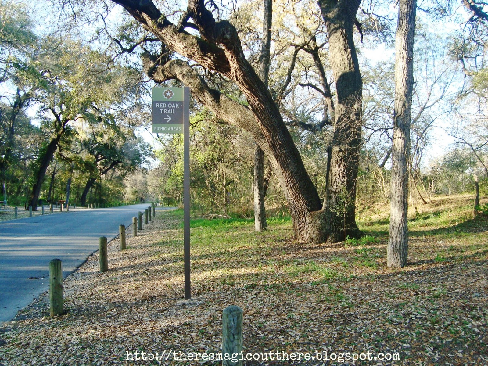 There's Magic Out There Taking a walk at Brackenridge Park