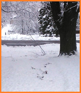 Fallen Branches covering a section of driveway.