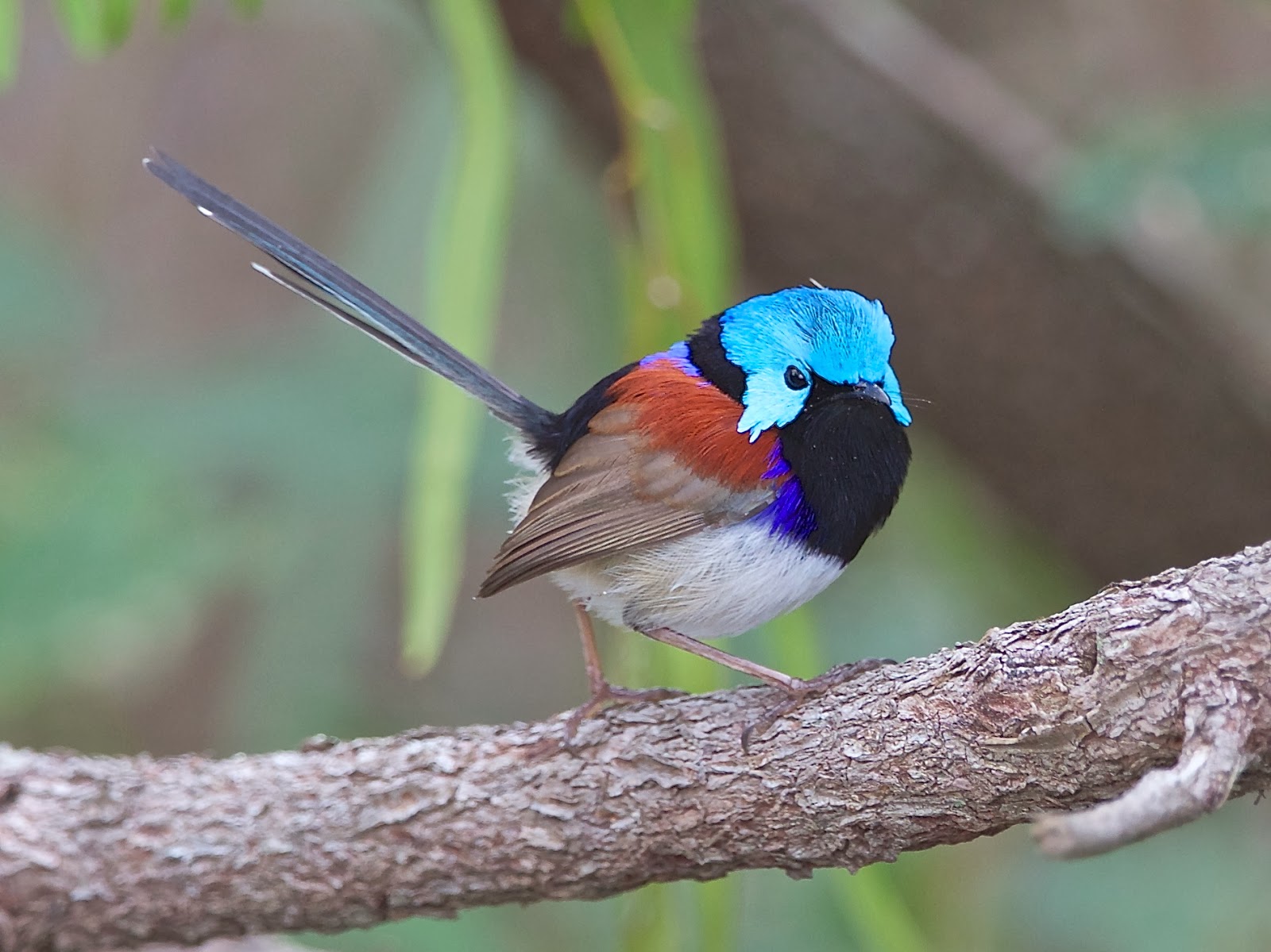 Avithera Feathers make the bird a look at juvenile, immature and