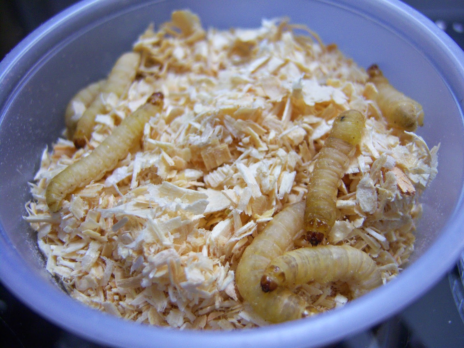 Wax Worms & Meal Worms Chasing Tails Bait & Tackle