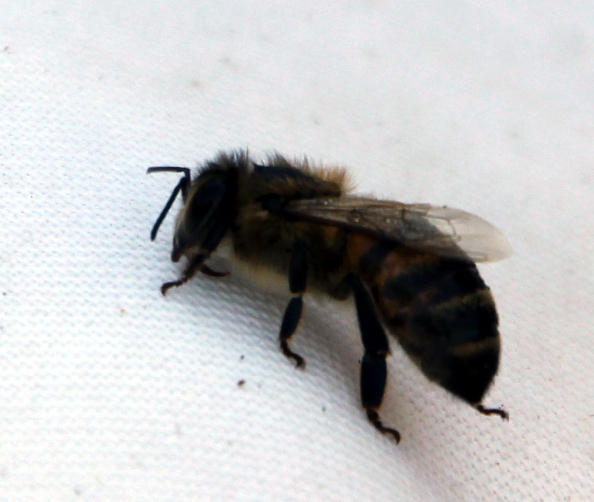Kids, Cows and Grass Honey bees on a ranch the REST of the story!