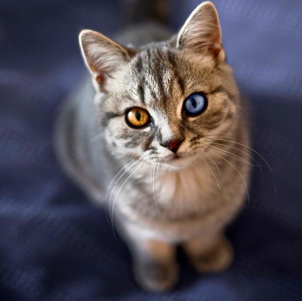 odd-eyed cats, cat with different colored eyes