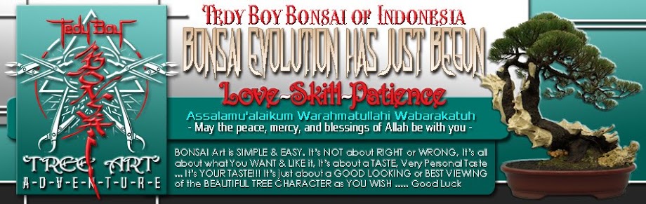 artwork artworks tedy boy teddy boy bonsai trees drawing bandung bali indonesia