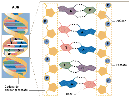 ADN