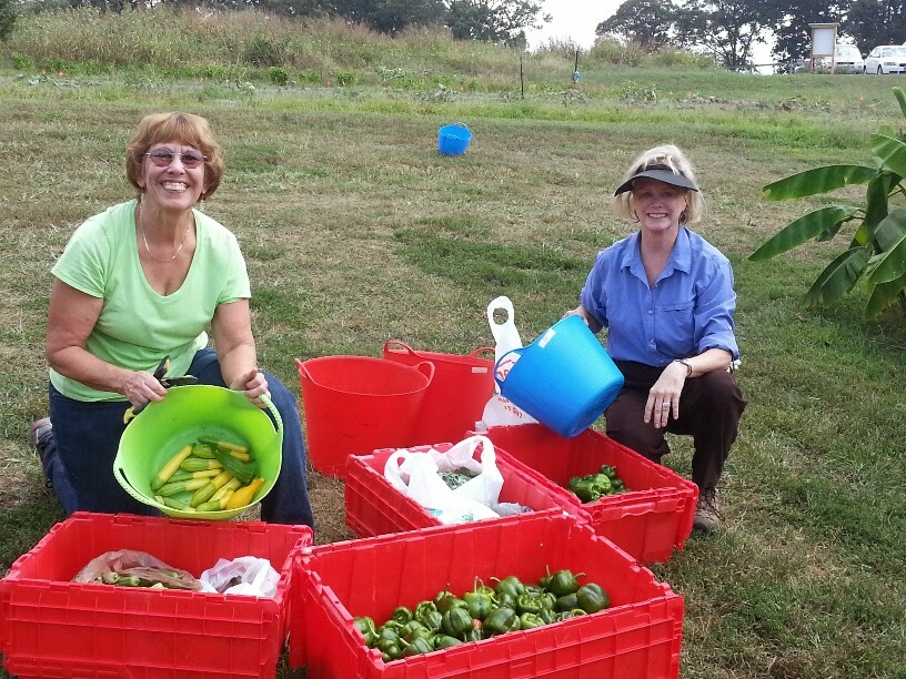 Food Bank Garden In Winston Salem Nc Volunteers Are The Heart Of