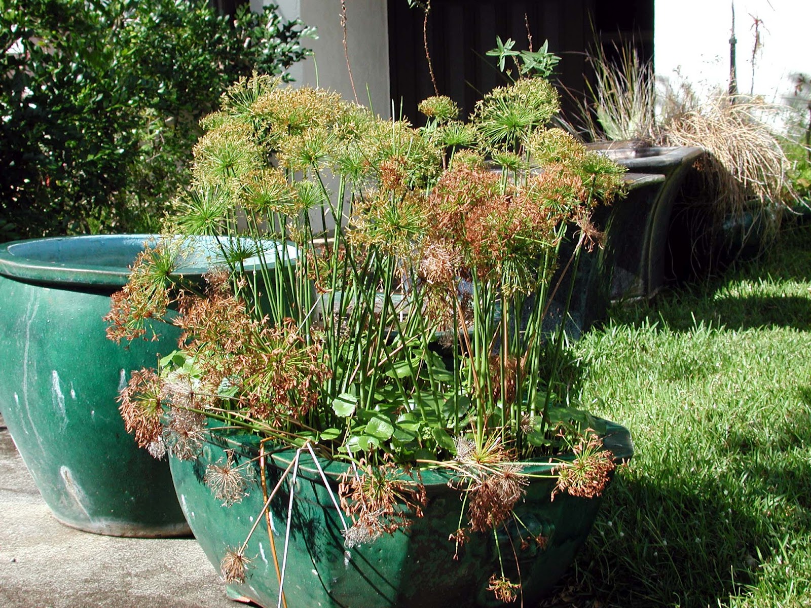 Container Water Gardens | Hawaii Horticulture
