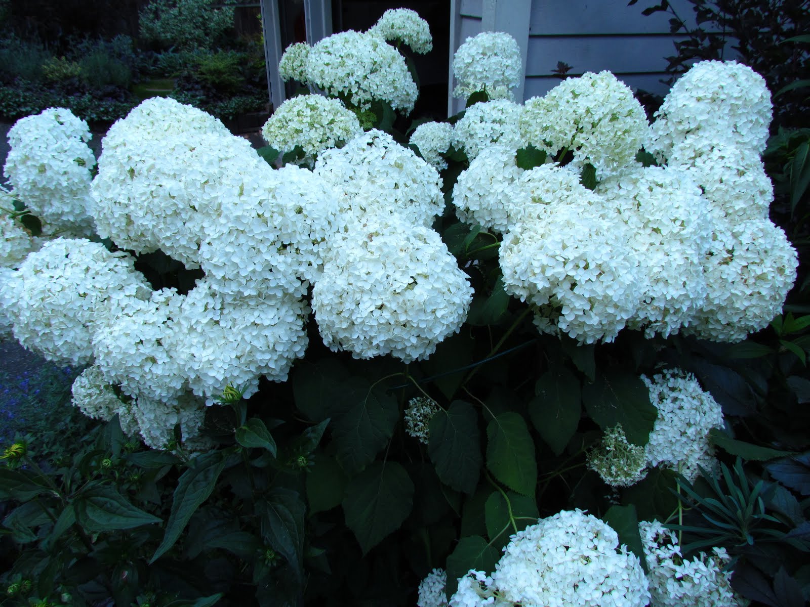 Pam S English Cottage Garden What S New In My July Garden