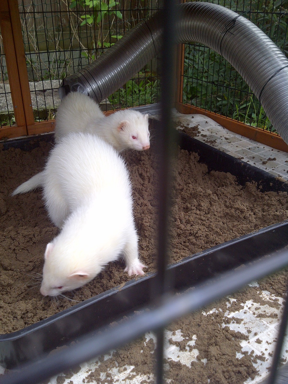 Ferret Dook Dig boxes.
