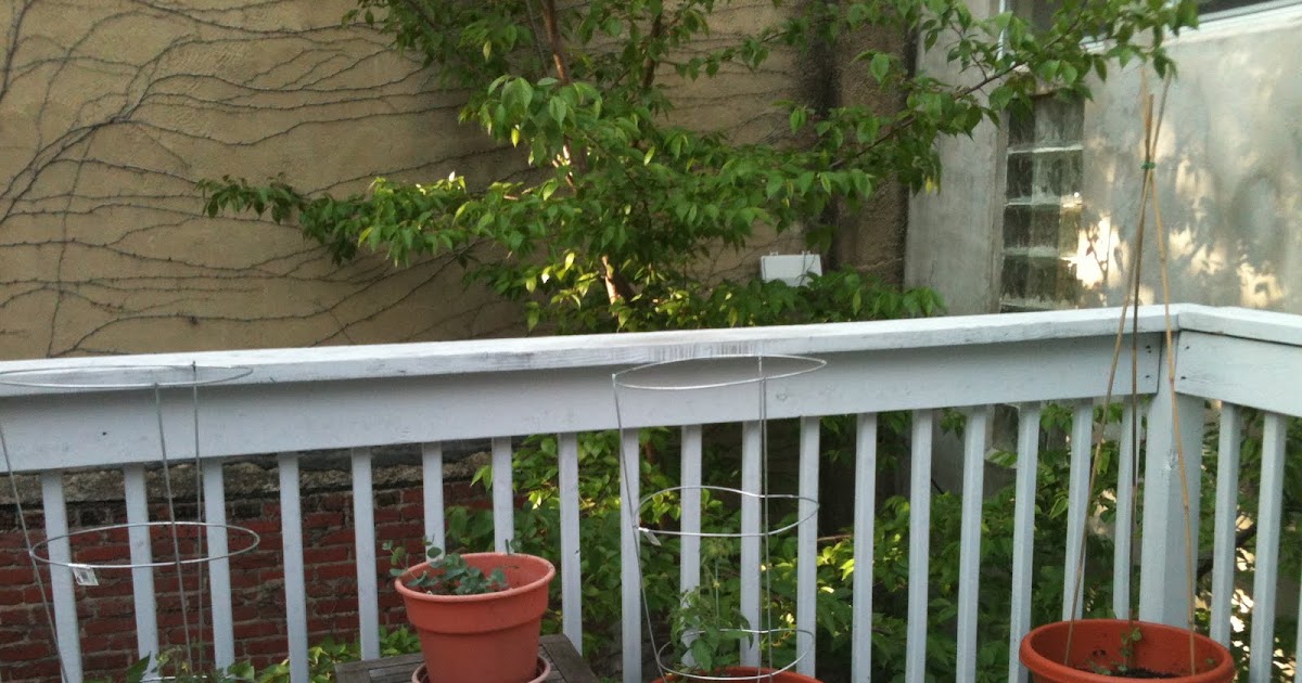 The Lancaster Gardens: Two new gardens!