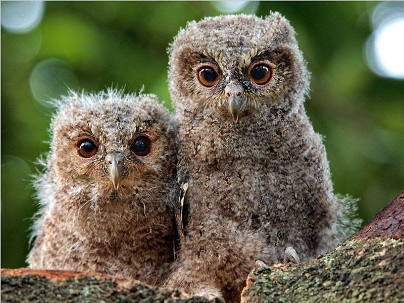 Foto Hari Ini Pasangan burung hantu Jangan Kalot