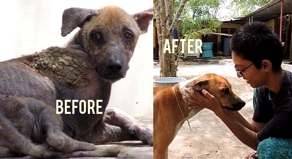 White Wolf : What a transformation: Rescued street mongrel is nursed back  to health (VIDEO)