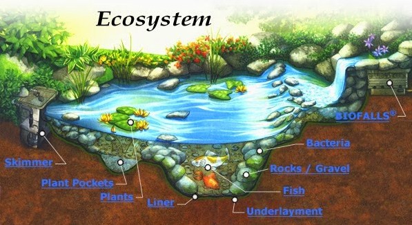 Pengertian Ekosistem dan Komponennya Pengertian Ekosistem dan Komponennya