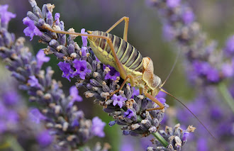 Provence is famous for its cigales