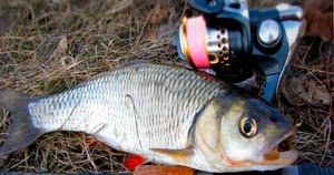 ловля жереха в октябре на спиннинг