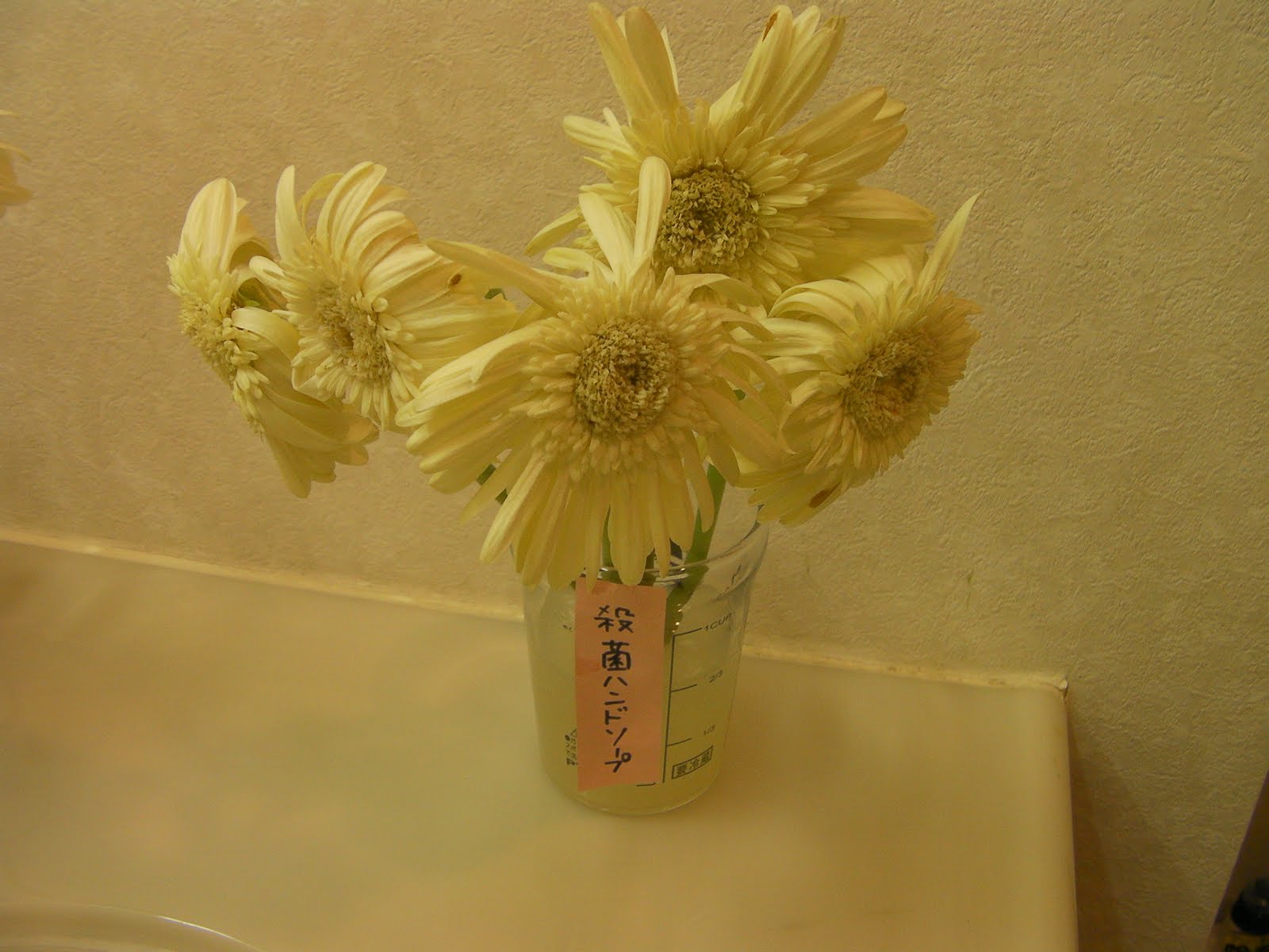 花で笑顔 題名変更しました 何が花もちに一番効くのか 対決 ガーベラ編3