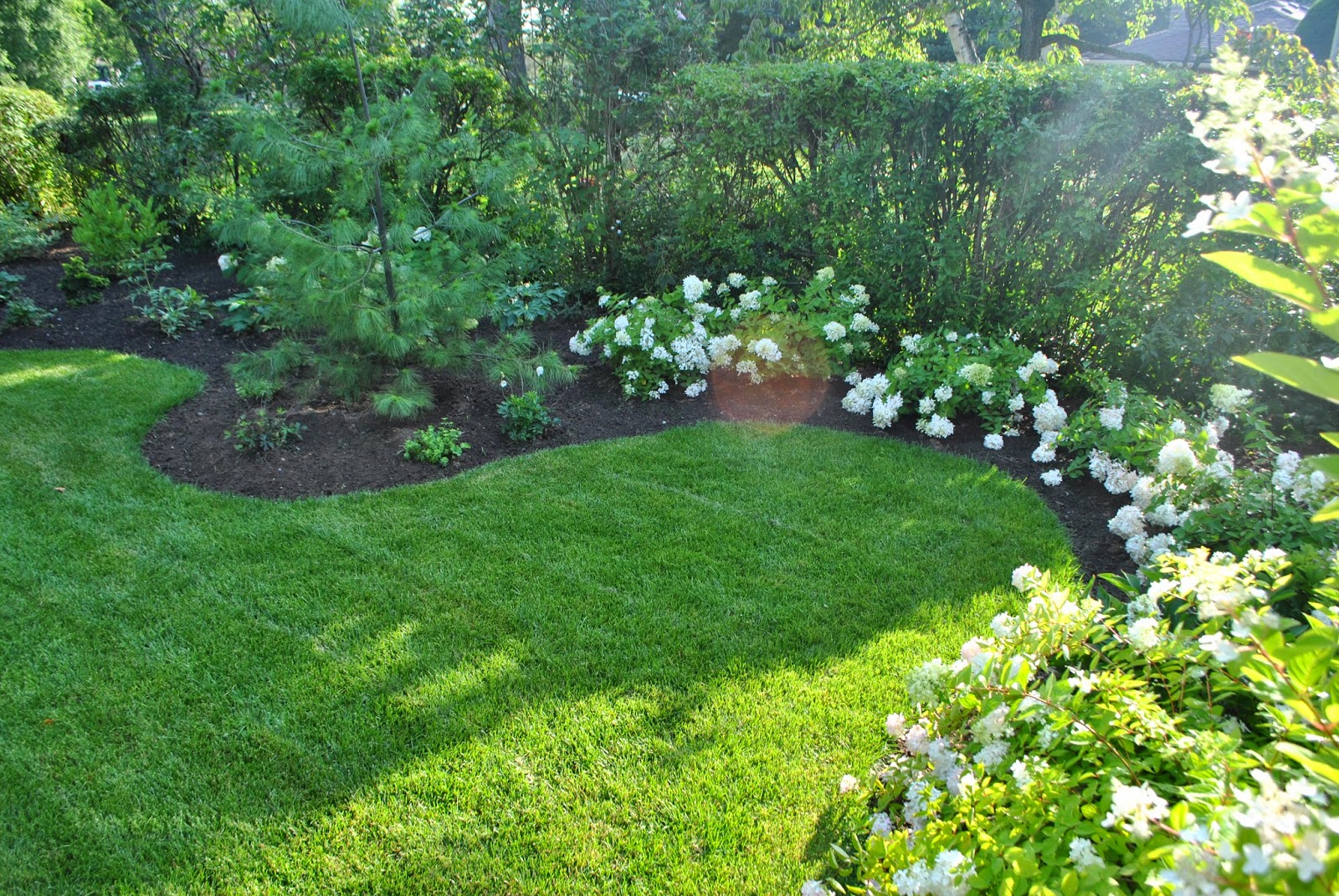The Grower's Daughter: The Front Yard - Landscape