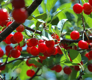 bear fruit