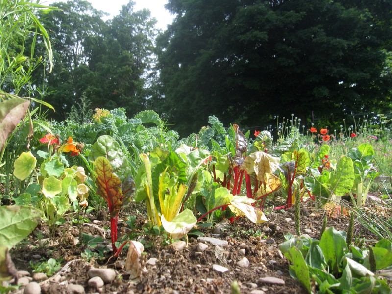 Herbivore defense system Sweetfern Handmade Creative homesteading