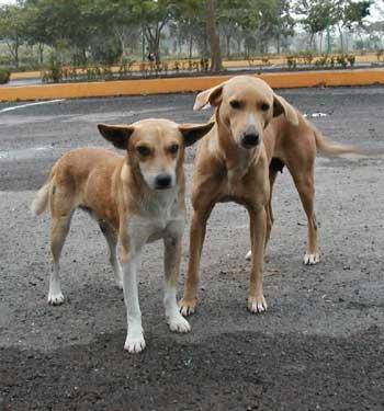 stray dogs india