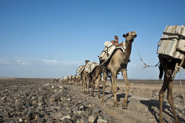 Photograph of salt miners in Berehale, Afar, Ethiopia by Ethiopian photographer Michael Tsegaye