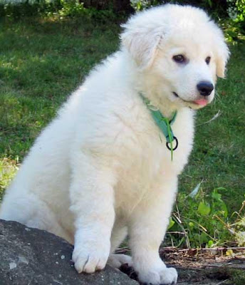 Kuvasz Dog