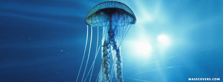 jellyfish.jpg