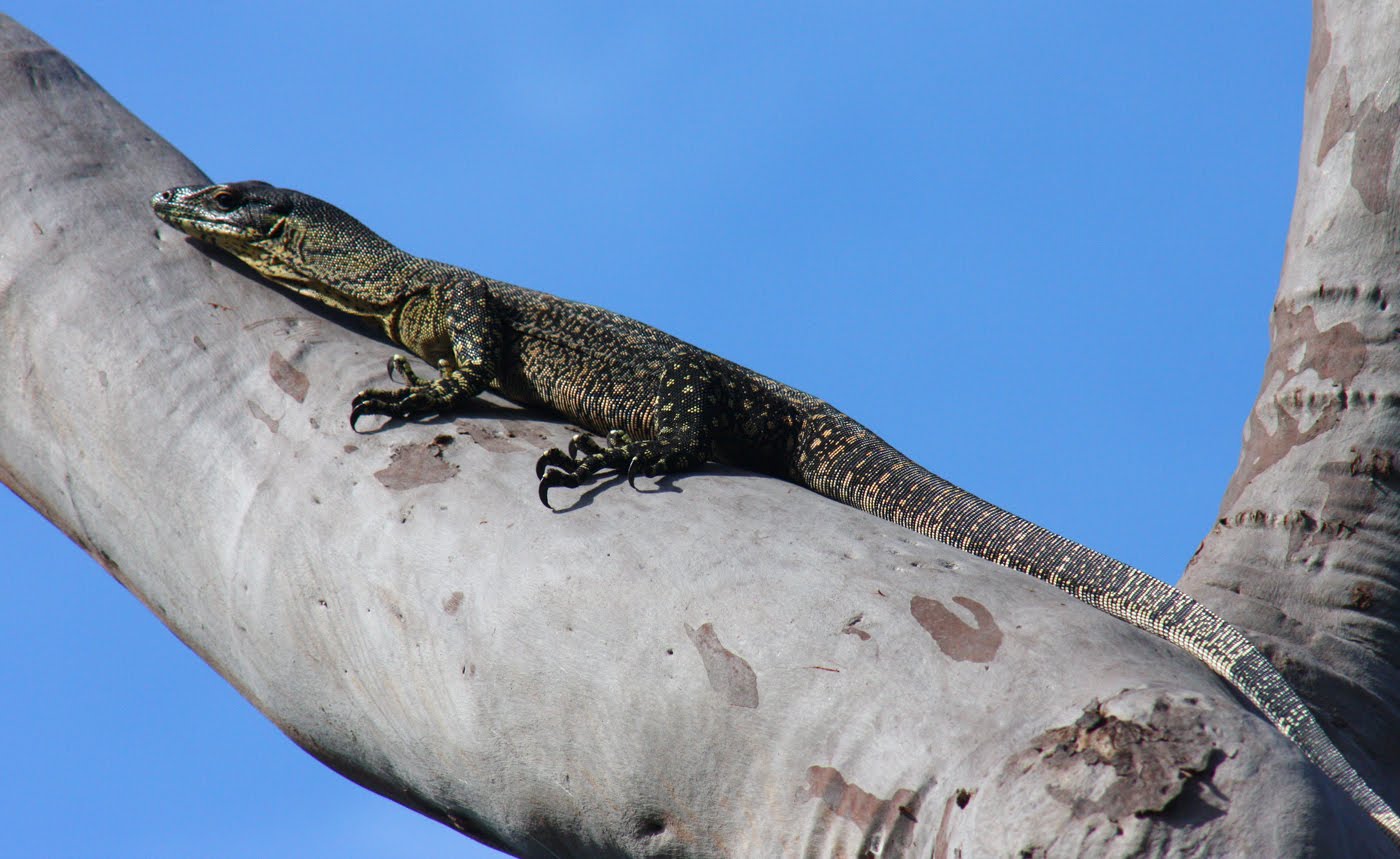 Images by Christine Walsh Monitor Lizards (Goannas)