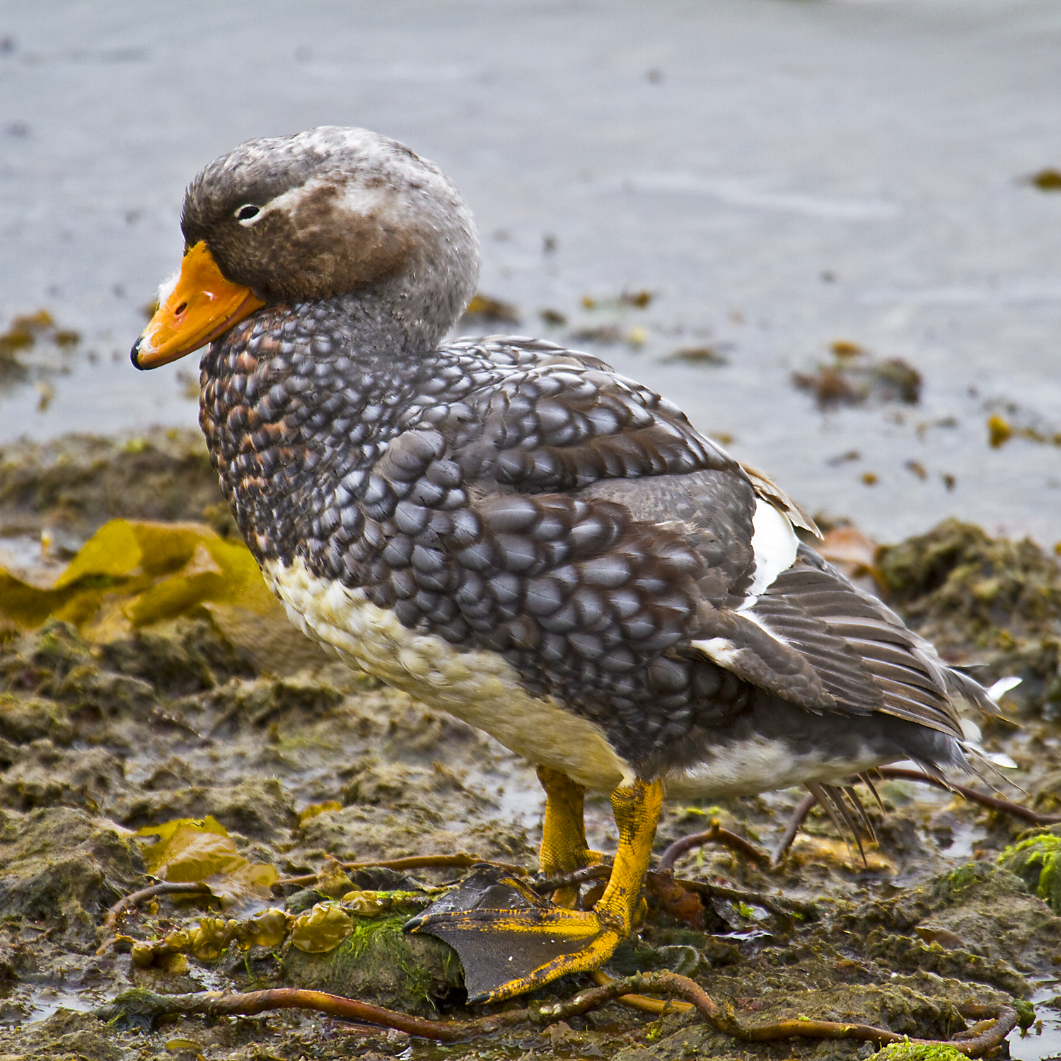 Antarctica & South America A Day in the Falklands, Falklands Steamer Duck