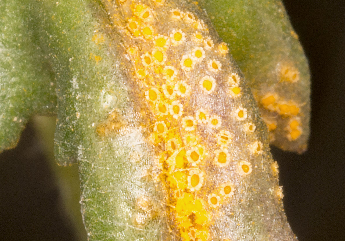 Rust fungus, Puccinia lagenophorae, on Groundsel, Senecio vulgaris. Churchyard of the Church of St. Mary, Kemsing, with the Orpington Field Club on 12 April 2014. Rust fungus, Puccinia lagenophorae, on Groundsel, Senecio vulgaris. Churchyard of the Church of St. Mary, Kemsing, with the Orpington Field Club on 12 April 2014.