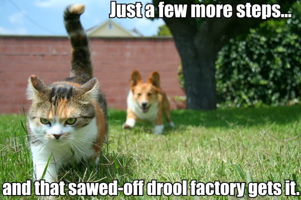 Corgi and Cat Meme Corgi and Cat Meme