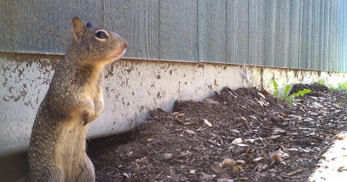 Nature Gardens NHM L.A.'s Urban Nature Breaking and Entering
