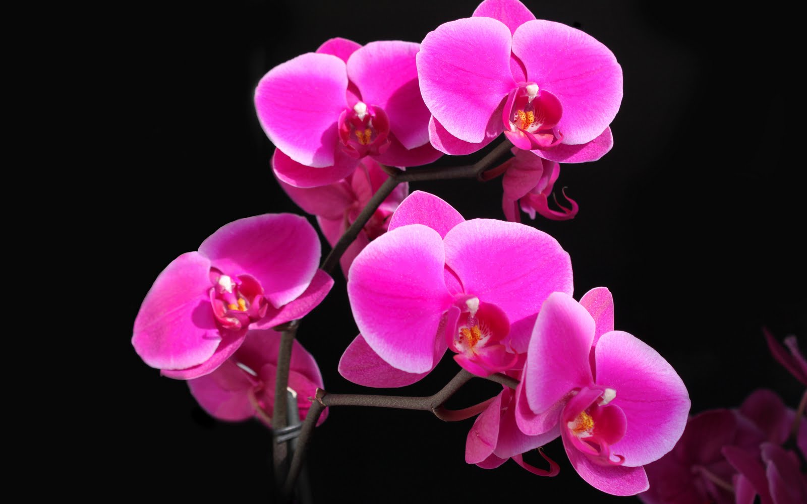 http://2.bp.blogspot.com/-EJfiTBQQIPg/Tl8aZinx0FI/AAAAAAAAAIw/qJxOg59Pglc/s1600/Phalaenopsis+Orchid+Raspberry+Beauty+Flowers+HD+Wallpaper.jpg