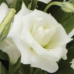 Solo Lisianthus ABC, todos los colores