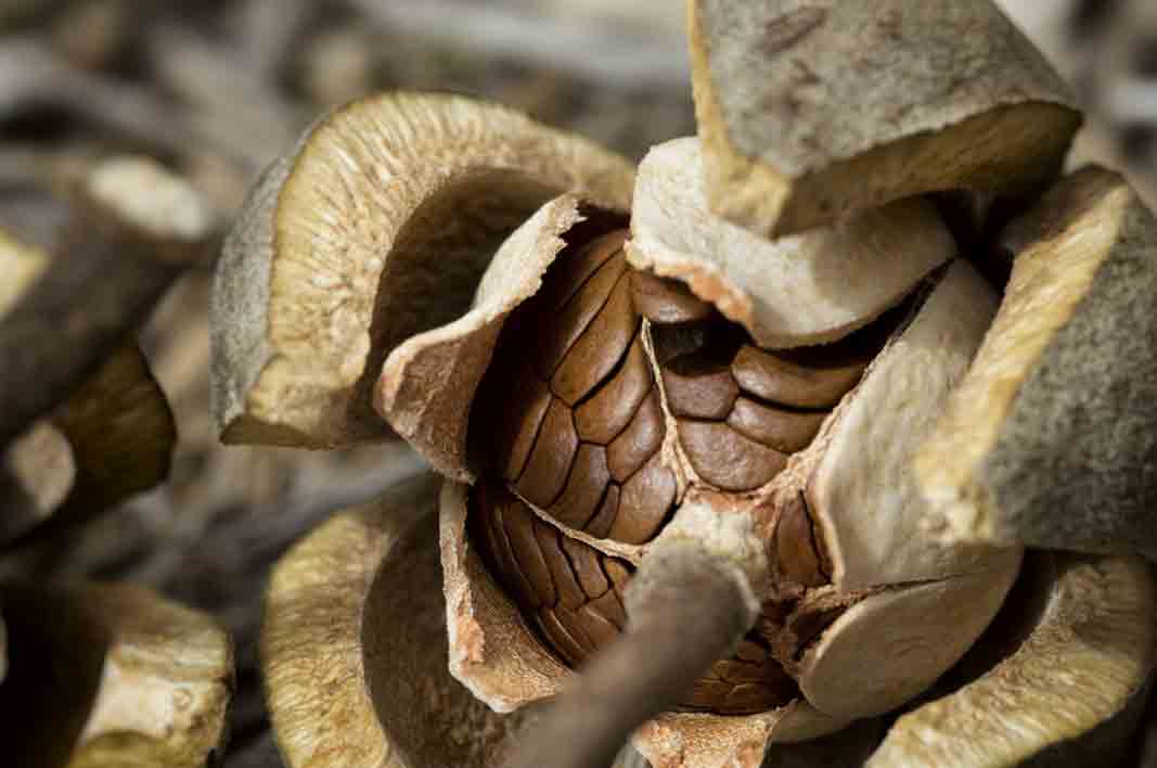 The Bitter fruit Benefits. Here Are Health Benefits of Mahogany kidbrooke