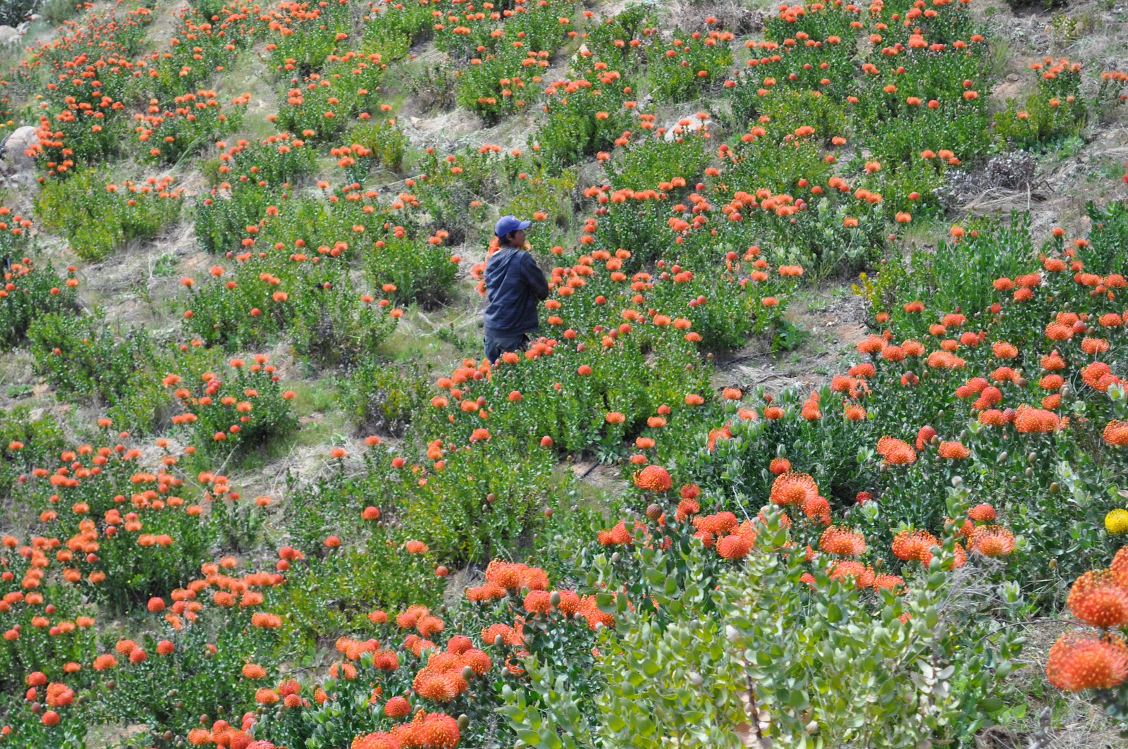 A Passion for Flowers: Springtime in the Leucospermum Fields
