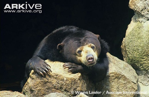 are bears nocturnal are bears nocturnal