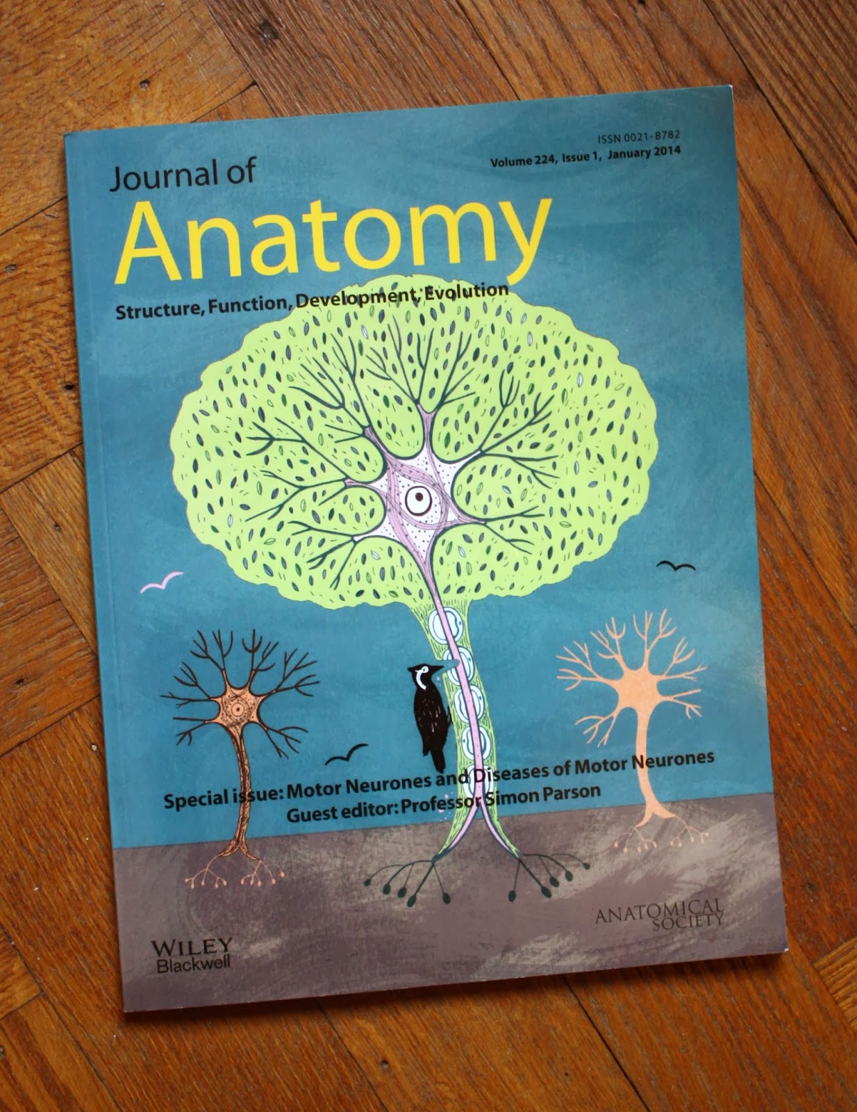 Harriet Russell Cover for the Journal of Anatomy