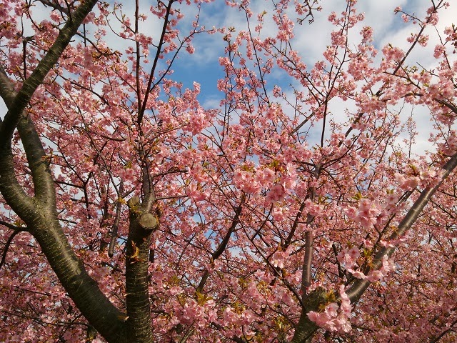 服部 陽介 Official Blog さくらさくら の歌詞