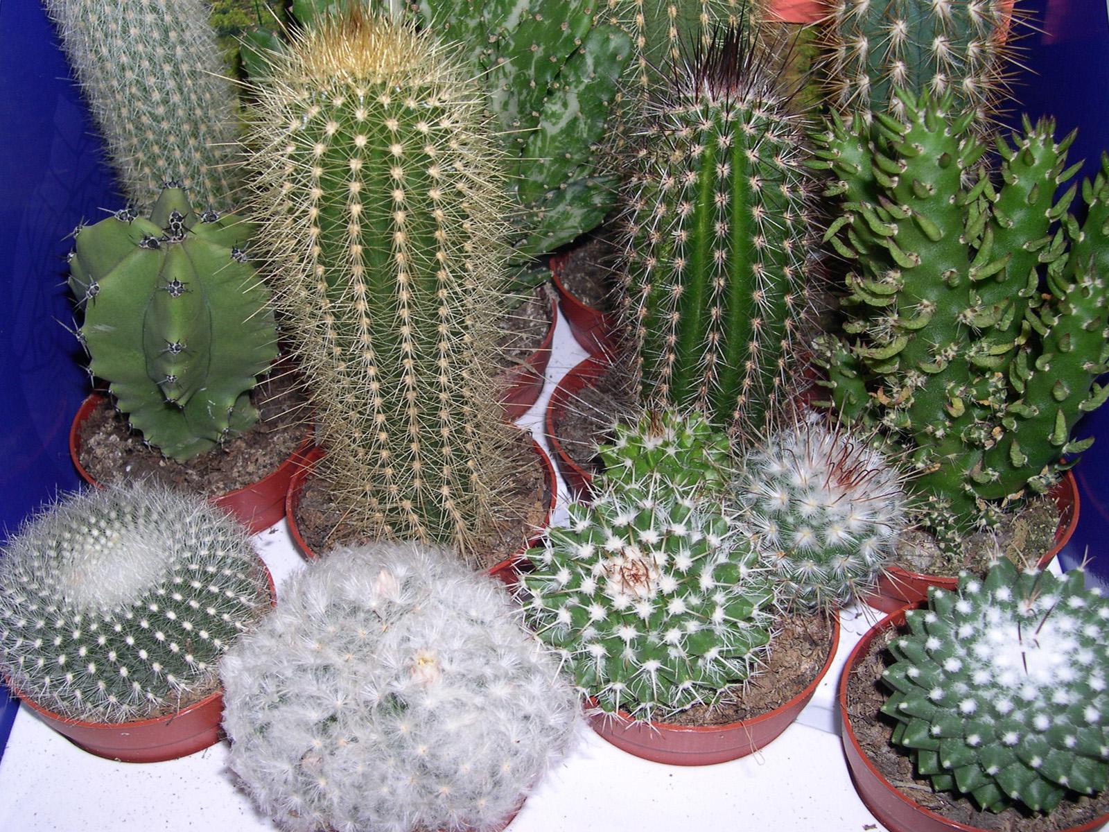 Vocación de Jardinero: Los cuidados correctos de los cactus
